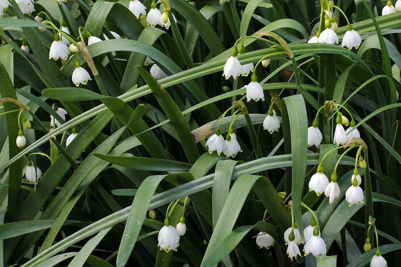 Leucojum aestivum L. subsp. aestivum
